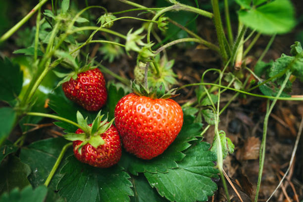 istock Strawberry close up photo. 2159607231