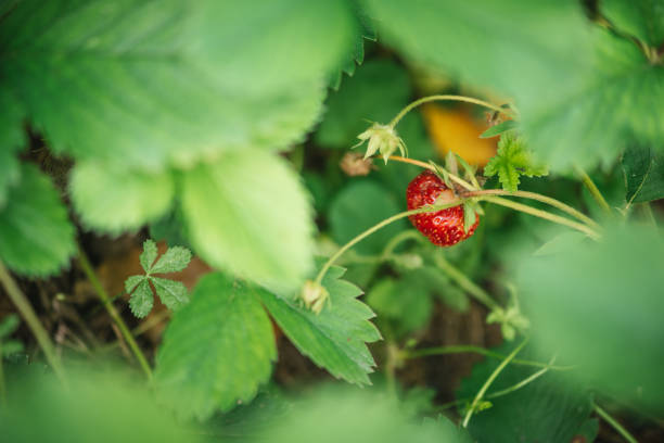 Strawberry close up photo.
