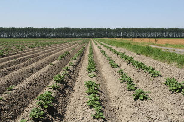 istock a potato field with green plants growing in beds 2159607489