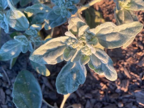 istock Herbs in the shade and in the light. 2159608148