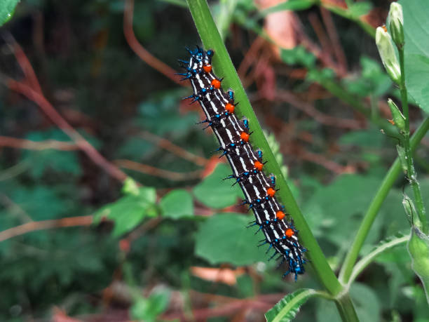 istock A caterpillar walks on a plant branch 2159613390