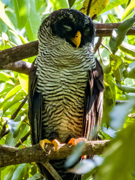 Black and White Owl in Costa Rica