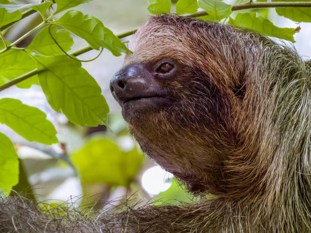 istock Three-toed Sloth in Costa Rica 2159614405