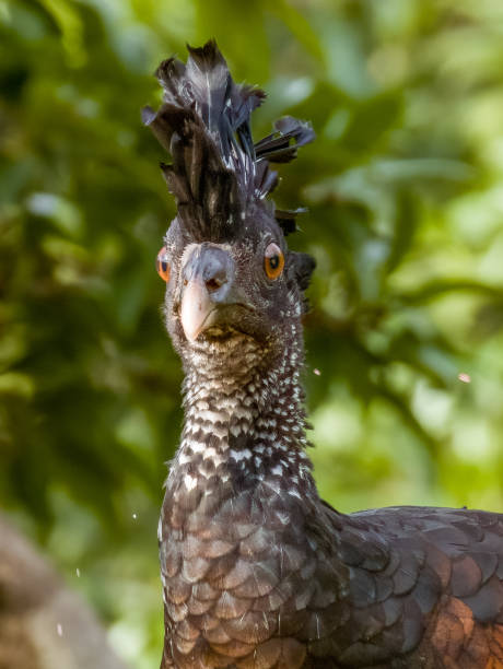 istock Great Curassow in Costa Rica 2159614609