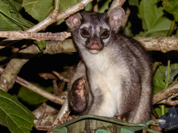 istock Kinkajou in Costa Rica 2159614818