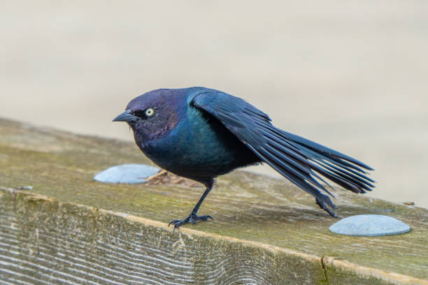 istock Iridescent Male Brewer's Blackbird Stretching 2159615064