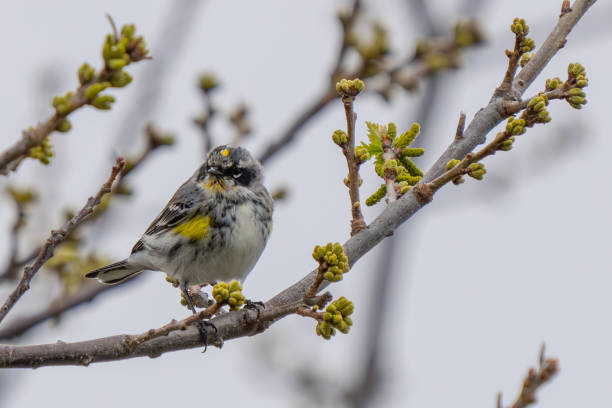 Yellow-Rumped Warbler Portrait in Spring Tree Leaf Out