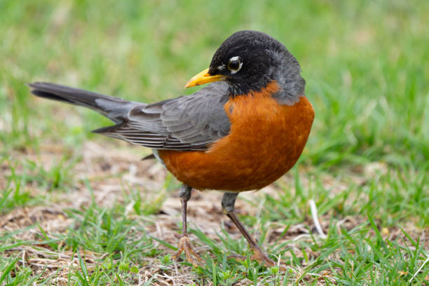 istock American Robin Portrait on Grassy Lawn 2159615107