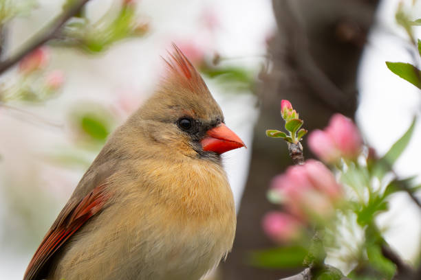 istock Beautiful Female Northern Cardinal in Flowering Tree in Spring 2159615109