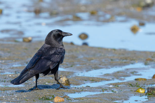 istock American Crow Struts His Stuff on the Beach 2159615114
