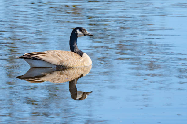 istock Regal Canada Goose Swimming in Slough 2159615148