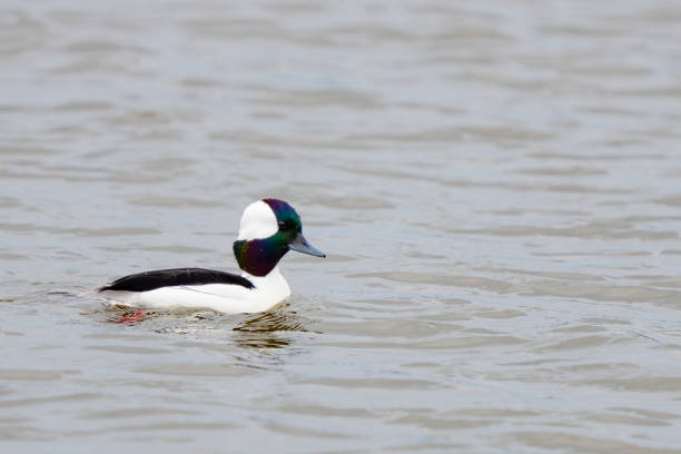 istock Handsome Male Bufflehead Duck in Fall Plumage 2159615158