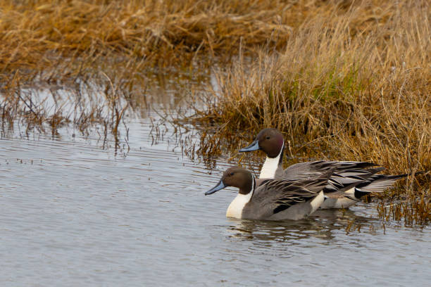 istock Pair of Handsome Drake Pintail Ducks 2159615193