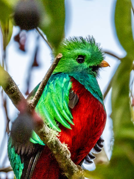 istock Resplendent Quetzal in Costa Rica 2159618308