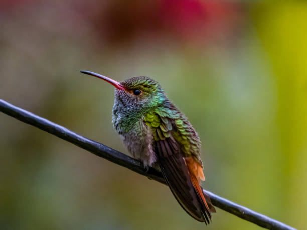 istock Rufous-tailed Hummingbird in Costa Rica 2159618436