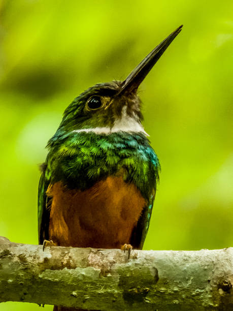 istock Rufous-tailed Jacamar in Costa Rica 2159618640