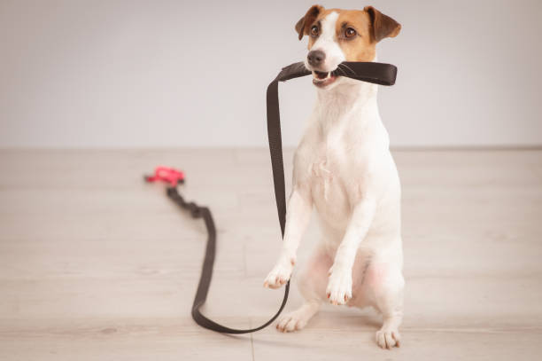 istock Jack Russell Terrier dog holding a leash and calling for a walk. 2159618732