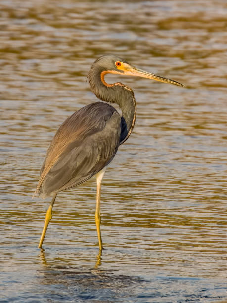 istock Tri-coloured Heron in Costa Rica 2159618809