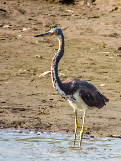 istock Tri-coloured Heron in Costa Rica 2159618812