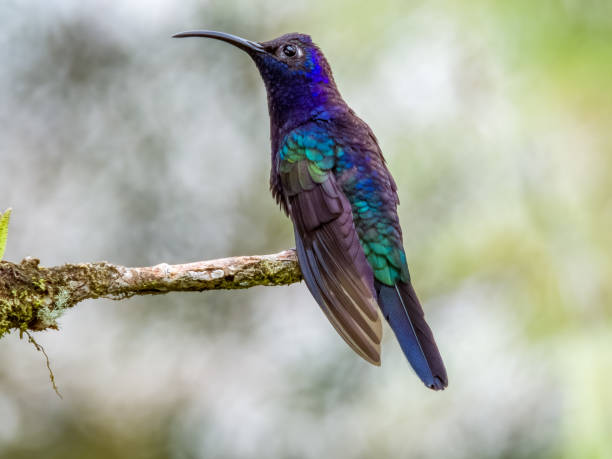istock Violet Sabrewing in Costa Rica 2159618979