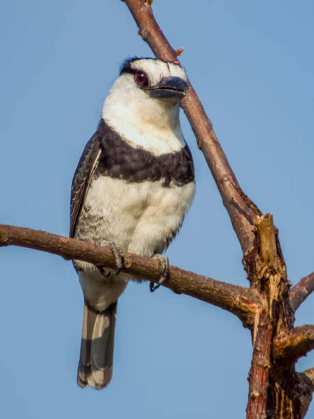 istock White-necked Puffbird in Costa Rica 2159619015