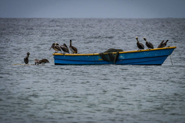 A number of pelicans sitting aboard a blue fishing boat in the ocean.