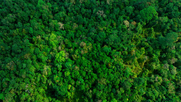 istock Aerial view of mixed forest, deciduous trees, greenery and waterfalls flowing through the forest. The rich natural ecosystem of rainforest concept is all about conservation and natural reforestation. 2159620493