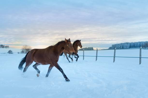 istock Two horses running through a snowy field with a beautiful sunset in the background 2159620941