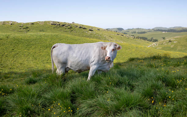 Cow grazing in the mountains.