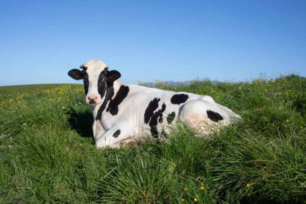 Cow grazing in the mountains.
