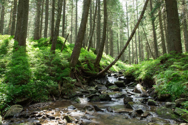 istock Forest trees. nature green wood sunlight backgrounds 2159622668