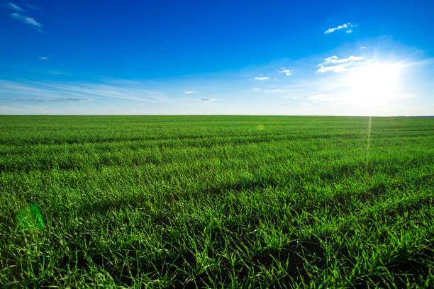 istock green field and blue sky 2159622674