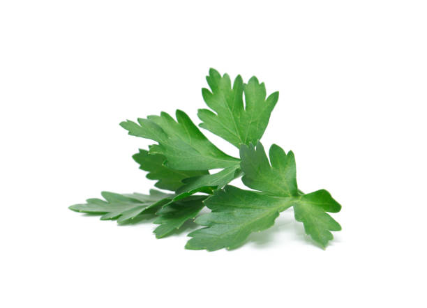 istock Fresh parsley leaf.  Parsley leaf isolated on white. 2159622716