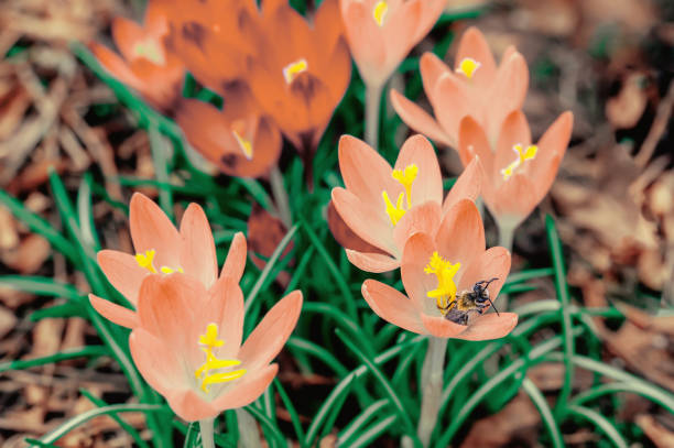 Beautiful macro shot of softly Peach color spring crocus Crocus vernus blooming with visible orange pollen in bright sunlight in early spring.