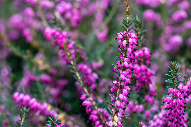 istock Vibrant Pink Heather Flowers in Full Bloom 2159624303