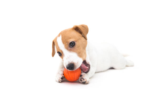 istock Jack Russell Terrier puppy isolated on white background 2159627084