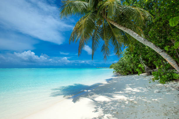 istock beach and tropical sea. beach landscape 2159627103
