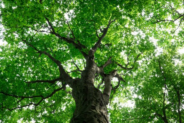 istock forest trees. nature green wood sunlight backgrounds 2159627112