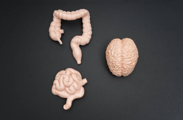 istock Neural and Gastrointestinal Models Side by Side on Dark Background 2159628241