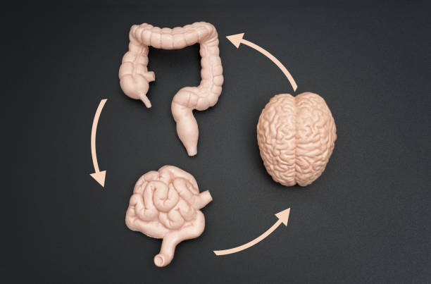 istock Brain-Gut Interaction Diagram with Circular Arrows on Dark Background 2159628308