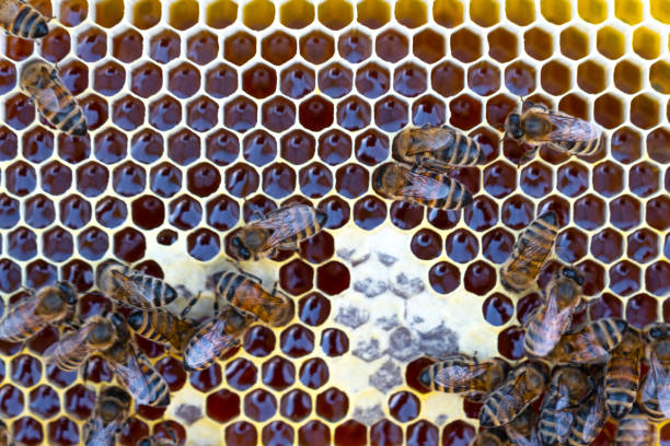 istock Bees sit on honeycombs with honey in a bee frame in a beehive close-up. Beekeeping, sealing honeycombs with wax and pouring honey, breeding and keeping bees 2159628617
