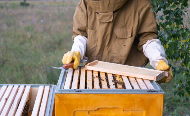 istock A beekeeper, a woman in a protective suit against bee stings, holds a empty frame with wax from a bee hive in her hands. Beekeeping, care of the hive, mock up 2159628849