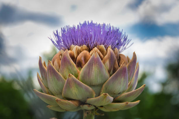 Close view of artichoke head with purple flower.