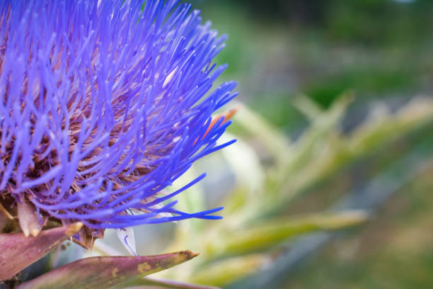 Close view of artichoke head with purple flower.