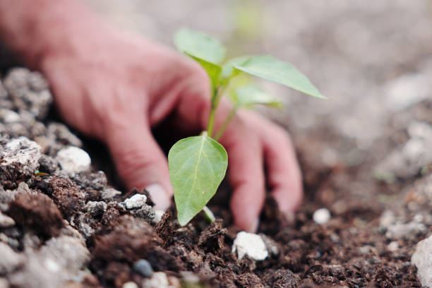 Farmer Planting Vegetable Seedlings in  Garden