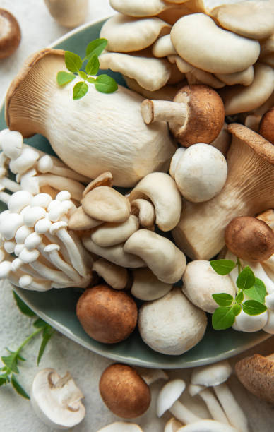 istock Assortment of various raw mushrooms on gray concrete background 2159631559