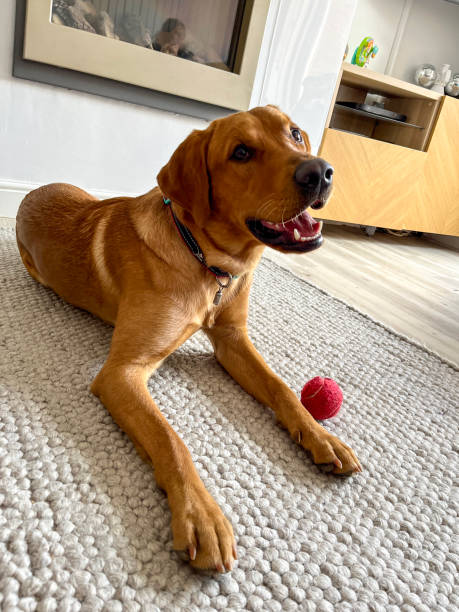istock Red fox Labrador on carpet with ball 2159632595