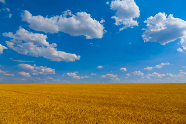 Beautiful yellow wheat field at sunset