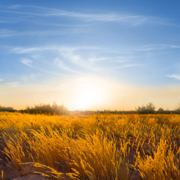 istock wide summer prairie at the dramatic sunset 2159634693