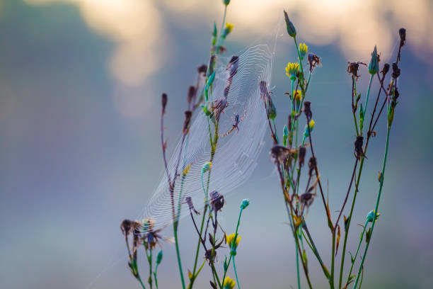 closeup spider on web in  wild flowers